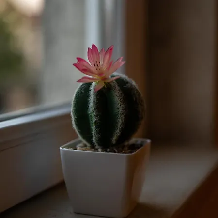 Apartmán Ryo Golden Imperial 1 Kruševac