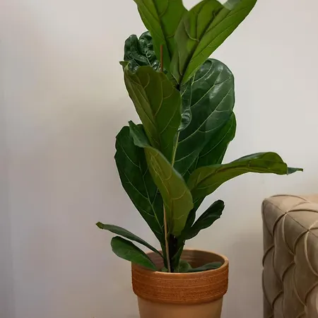 Ryo Golden Imperial 1 * Kruševac