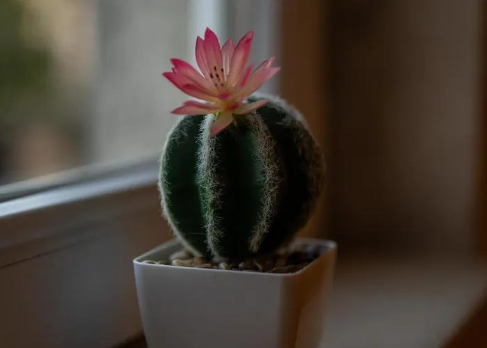 Apartamento Ryo Golden Imperial 1 Kruševac