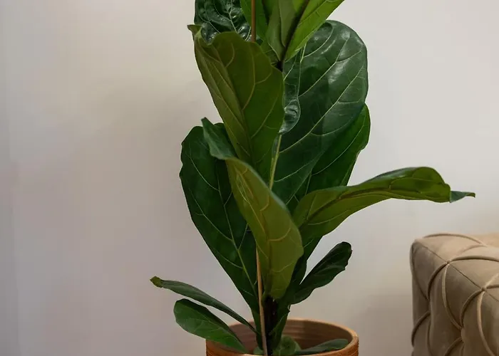 Ryo Golden Imperial 1 * Kruševac